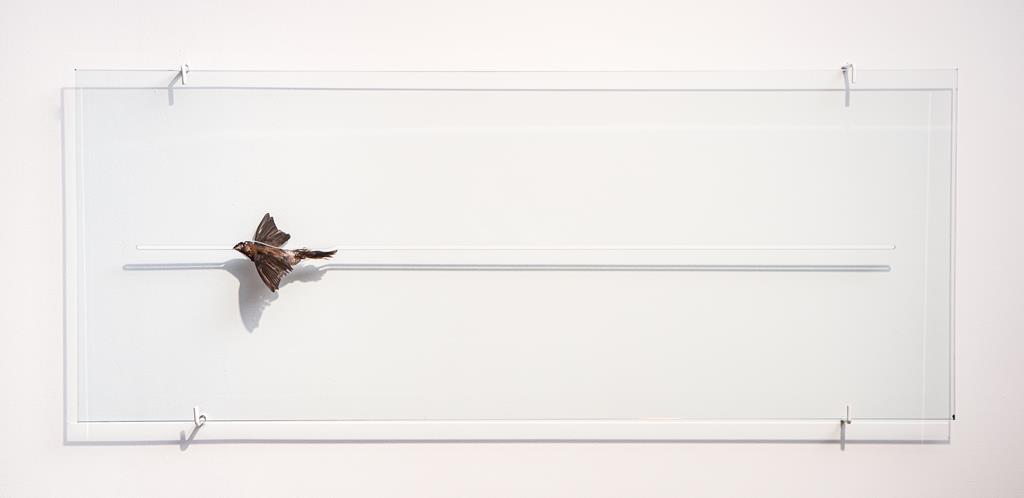 "Da série Vistaña", 2016, vidro e pássaro taxidermizado, 100x40cm