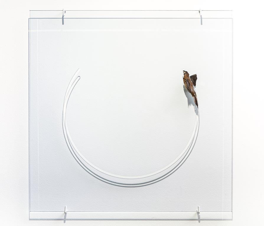 "Da série Vistaña", 2013, vidro e pássaro taxidermizado,60x60cm