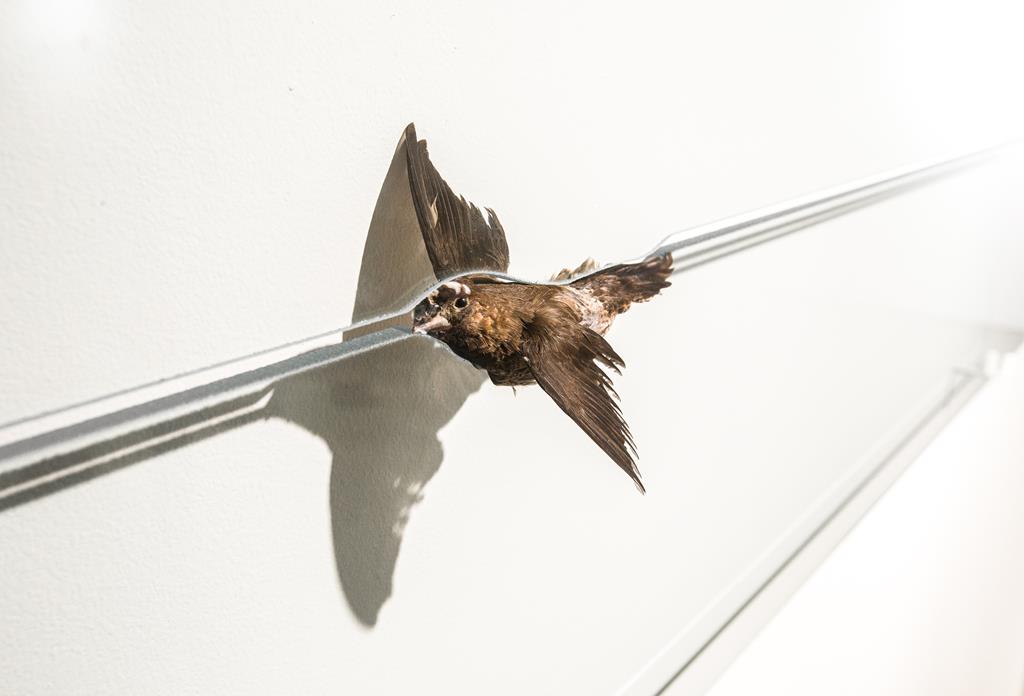 From the Vistaña series, 2016, glass and taxidermized bird, 100x40cm