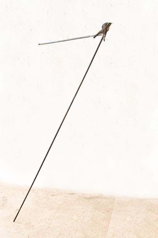 "lndo adêntro", 2010, metal e pássaro taxidermia, 90x180cm