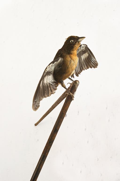 "lndo adêntro (detail)", 2010, metal and taxidermy bird, 90x180cm